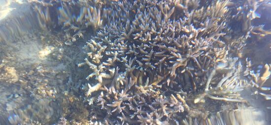 Korallen mit dem Handy am Strand fotografiert! Einfach toll! Und es gab auch Hirschgeweihkorallen.