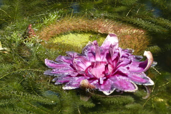 Wasserlilie Victoria aus dem Amazonas