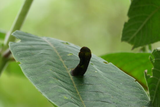 Keine Ahnung aber lustig.