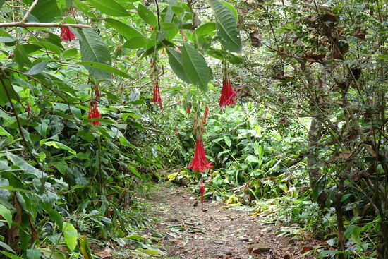 Überall tolle Pflanzen