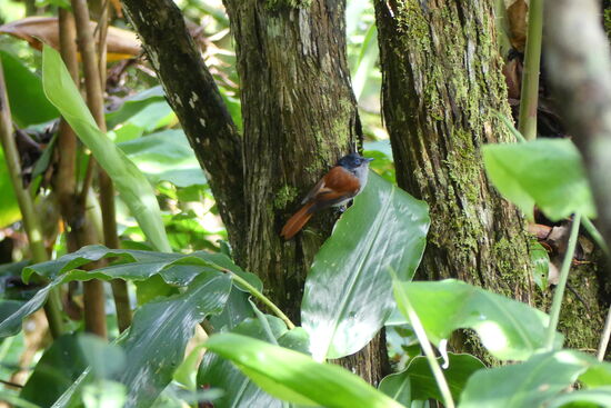 Maskarenen Flycatcher (Male)
