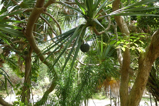 Auf der Suche nach dem Chamäleon...