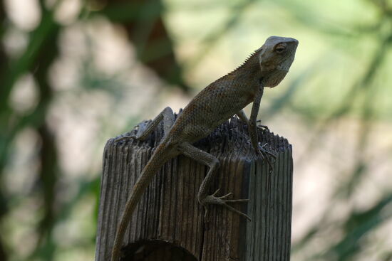 Aber eine Agame, aufgenommen im Botanischen Garten 