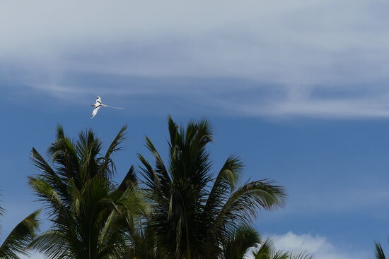 Ein Weißschwanztropikvogel