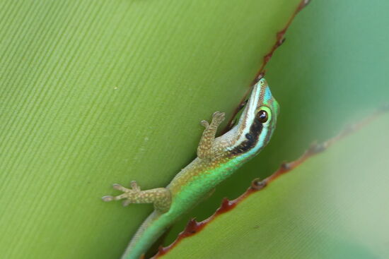 Manapany Gecko (Endemische Art, sehr selten)