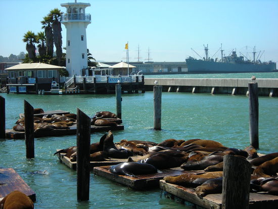 Pier 39 viele laute Seelöwen zu sehen.