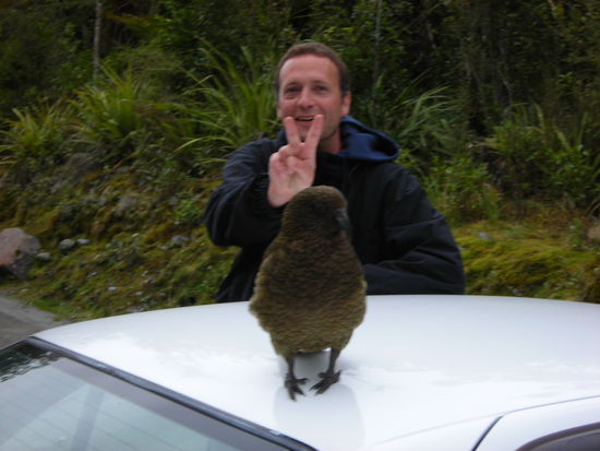 Zwei Keas!  Nein nur einer!