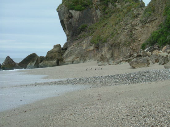 Marsch zwo! drei! vier! fünf! Fiordland Crested Pinguins! 