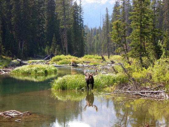 Ein Elch bei der Morgentoilette (Spiegelelch)! 