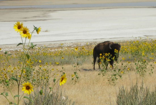 Wollte sich das Bison hinter Blumen verstecken? (Antelope Island)