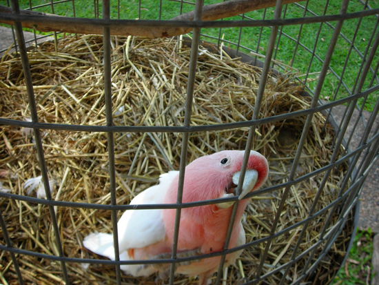 Pretty Good eine Loveaffäre in Australien! Ich komme wieder! warte Schatz!
