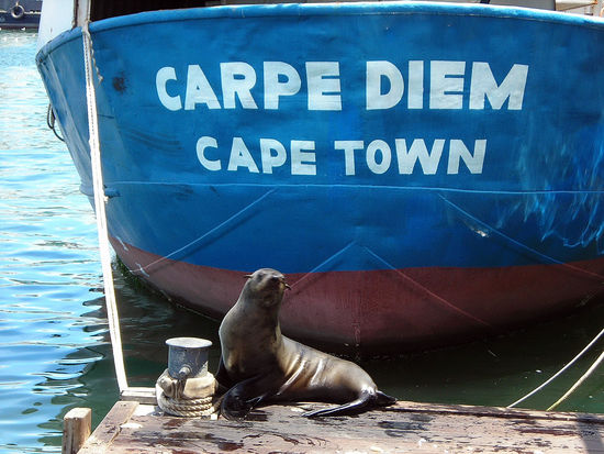 Carpe Diem auch bei den Seelöwen.