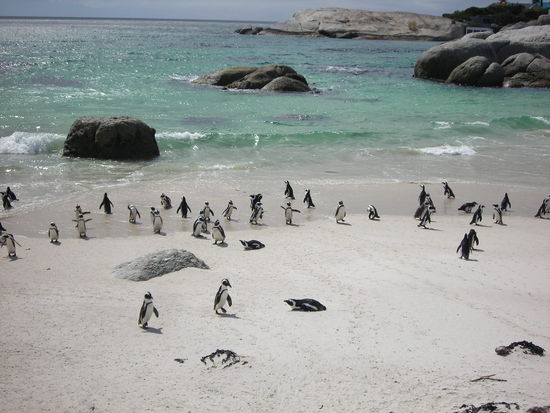 Afrikanische Pinguine
