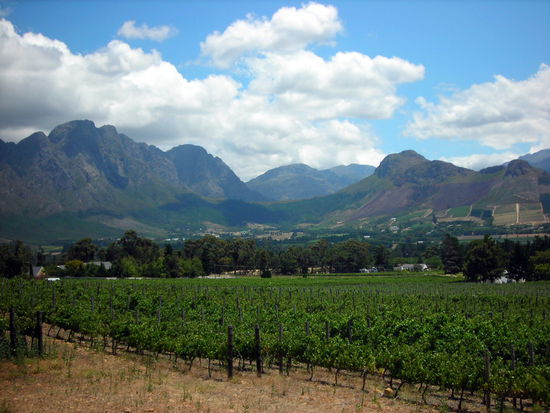 Wein soweit das Auge reicht.