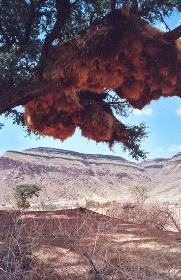 Riesiges Vogelquartier.