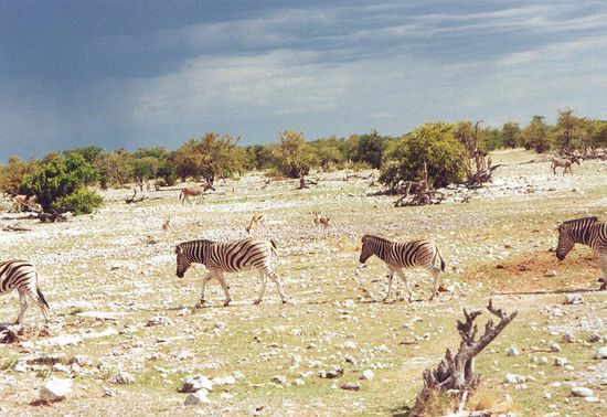Zebras: Laufen immer im Kreis. 
