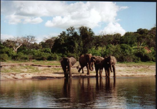 Elefanten am Ufer des Chobe Fluss.