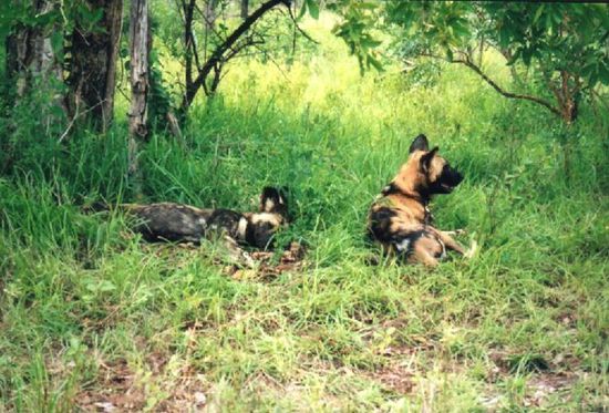 Seltene Raubtiere: Wilddogs