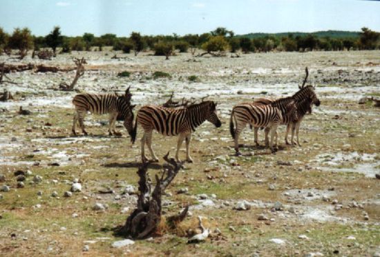 Zebrastreifen? Wo ist denn hier die Ampel?