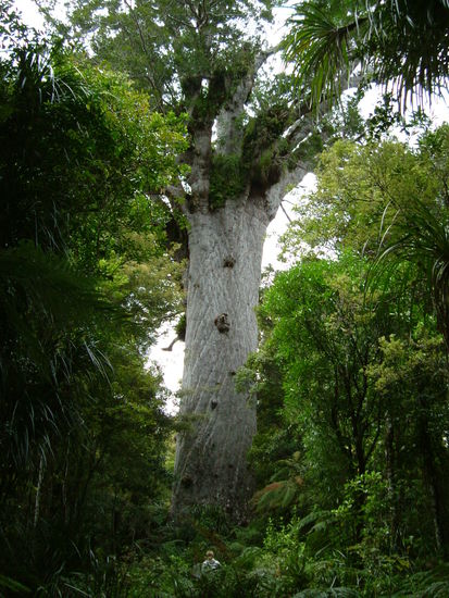 Man beachte den Mann im Vordergrund! Kauri Baum im Waipoua Forest