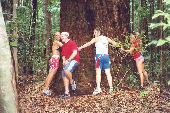 Riesige uralte Bäume auf Fraser Island