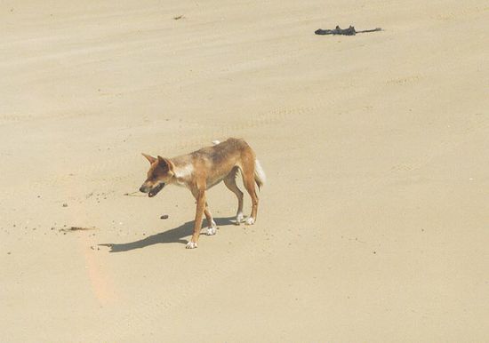 Dingo am Strand