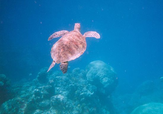 Aufgeweckte Schildkröte.