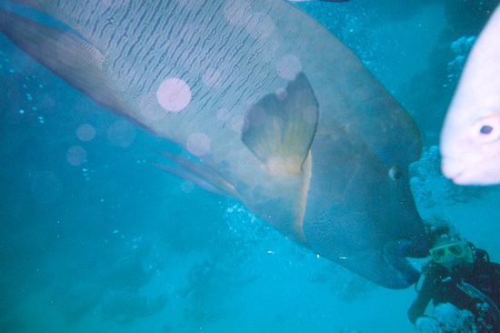 Napolen Fisch frist Taucher. 