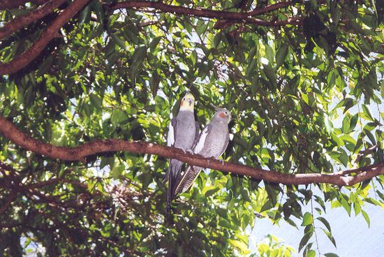 Schatz wir werden beobachtet! 