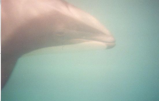 Neugieriger singender Delphin