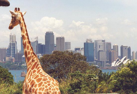 Sydney mit Giraffe und Oper