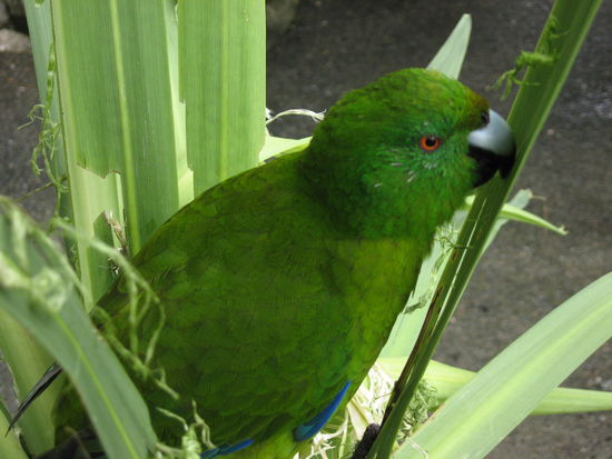 Wo kommt der den her?