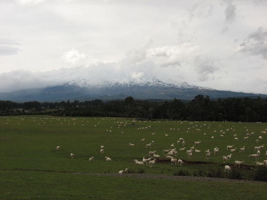Schafe mit verhangenden Tangariro