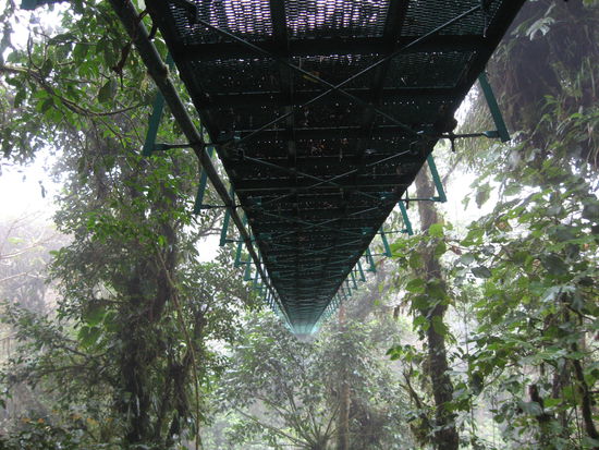 Brückentour im Nebelwald!