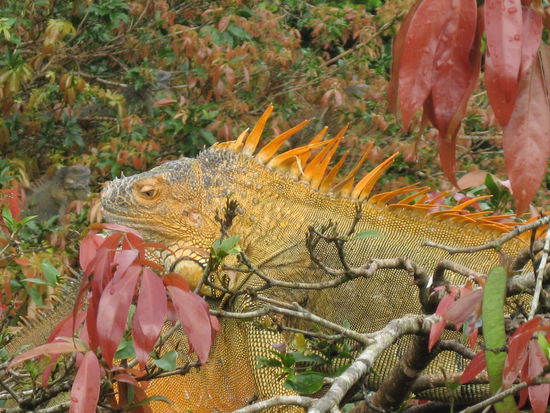 Männliche Echse in Paarungsstimmung