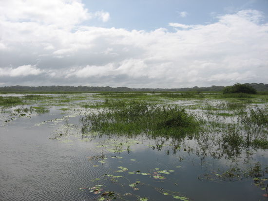 Cano Negro Lake Überschwemmungsgebiet