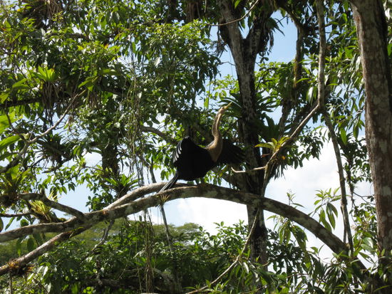Schlangenhalsvogel beim Gefiedertrocknen
