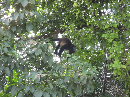 Brüllaffe bei der Revierverteidigung