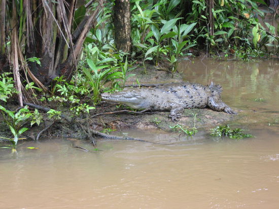 Caiman in Wartestellung