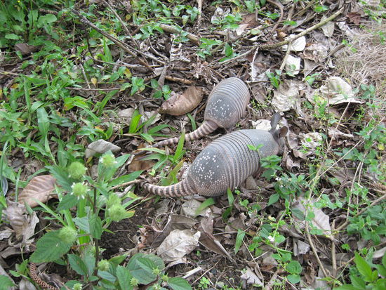 Die Gürteltiere waren nicht größer als eine Rate!