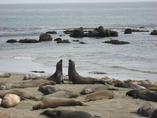 See-Elefanten beim prügeln um Weibchen!
(Gibt doch genug! Oder?)