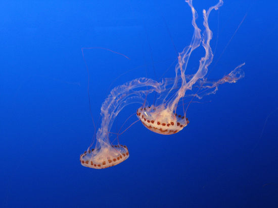 Quallen im Monterey Aquarium
