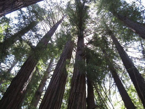 Riesige Bäume im Reedwood Valey