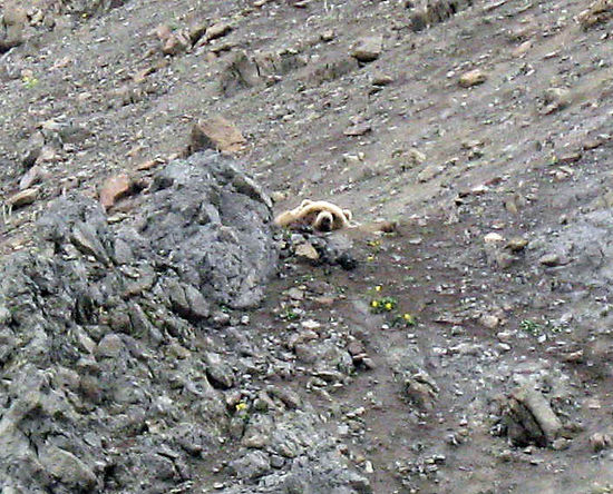 Wo kommt der denn her?