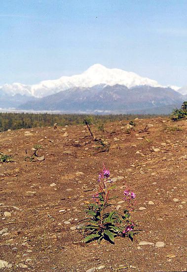 Der Mount McKinley im Denali NP (Bild von Susanne).