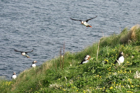Puffins nicht in den USA aber auf der Insel Isle of Staffa in Schottland!