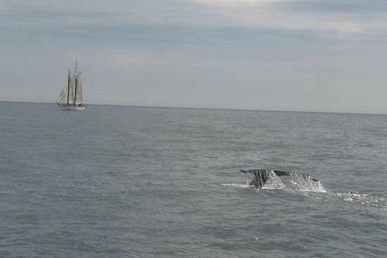 Moby Dick auf der jagt.