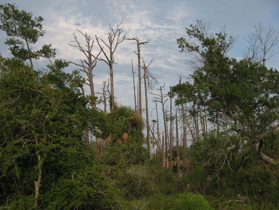 Fischadlerhorste überall am Campingplatz