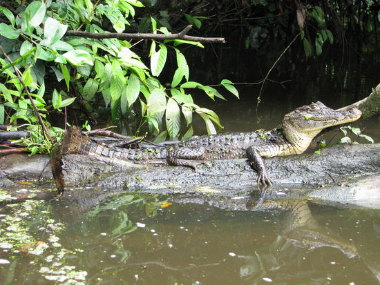 Schöne Dame am Strand 