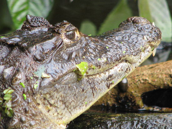 Können diese Augen lügen?
